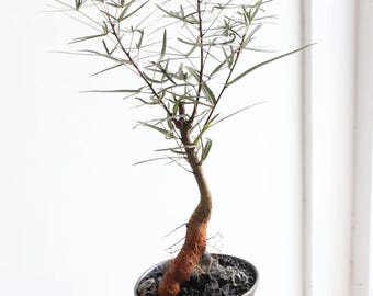 Queensland Bottle Tree Caudex | Brachychiton Rupestris Live Plant (Bare-root)
