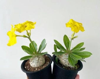 Pachypodium Densicaule Succulent Plant | Thick Trunk Bonsai, Madagascar Palm Type (Bare Root)