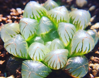 Haworthia Cooperi Pilifera Crystal Succulent Plant | Transparent Window Leaves, Compact Desk Plant