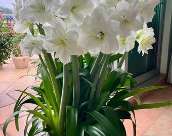 Ice Beauty Amaryllis bulb, extra-large flowers, naturally fragrant, easy to grow.