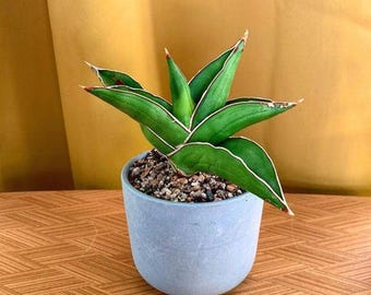 Sansevieria Samurai Dwarf Plant | Compact Minimalist Snake, Easy Care Indoor Succulent