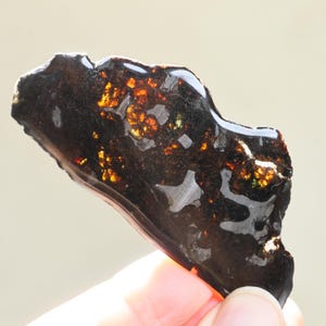 May include: A polished pallasite meteorite slice with a dark, glossy exterior surface. The specimen features translucent, honey-coloured olivine crystals embedded within a metallic, iron-nickel matrix, creating a distinct, glowing mosaic pattern.