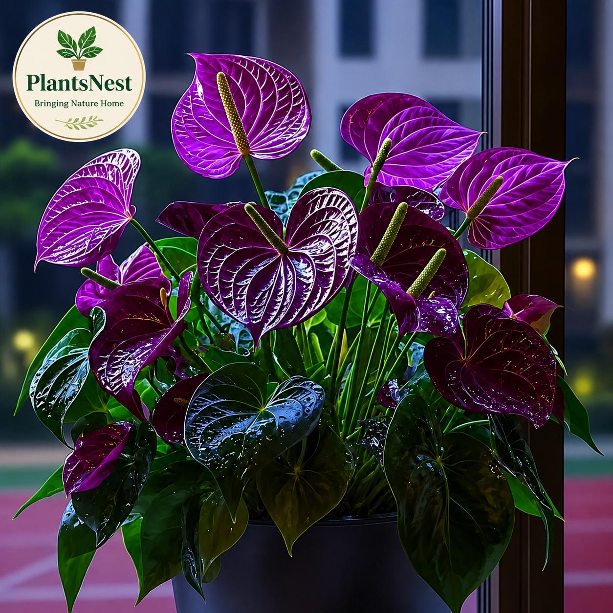 Rare anthurium - Etsy 日本