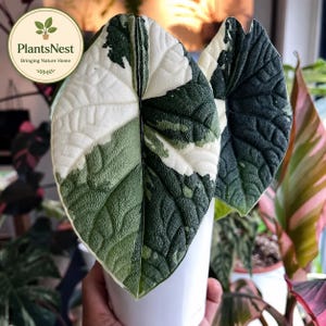 Variegated alocasia maharani - Etsy 日本