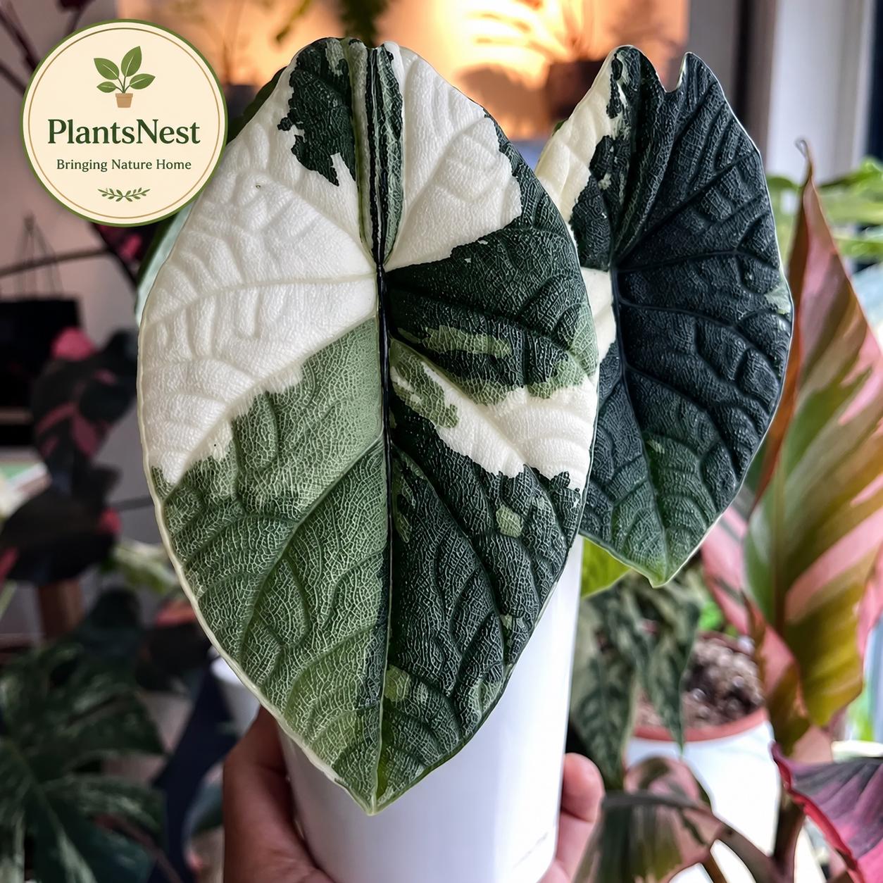 Variegated alocasia melo - Etsy 日本