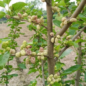 Korean White Pearl Mulberry Live Sweet Juicy Fruit Tree Starter Plants 2Pcs Saplings