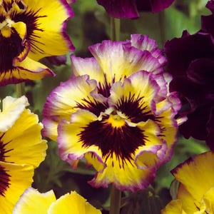 May include: A cluster of pansy flowers featuring ruffled petals in shades of bright yellow and deep purple. The central petals display a dark, velvety maroon blotch with radiating lines, while the outer edges are tinged with a soft violet hue.
