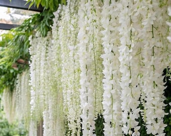 Kletternde weinende Jasmin Lebendpflanze Duftende Balkongarten-Blumenreben-Sammelpackung