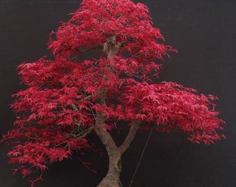 Japanese Red Maple Bonsai Live Plant | Acer Palmatum Ornamental Tree | Rare Indoor Outdoor Bonsai | Unique Housewarming Gift