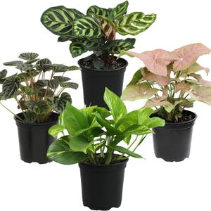 Essential kamerplantencollectie 4-pack levende kamerplanten Eenvoudige kamerplanten Luchtzuiverend interieur