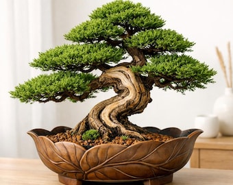 Lebender Wacholder Bonsai Baum - Immergrüner Baum