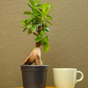 May include: A small Ficus ginseng bonsai tree with a thick, bulbous brown trunk and vibrant green oval leaves, planted in a simple black plastic pot, positioned next to a plain light-colored ceramic mug on a wooden surface.
