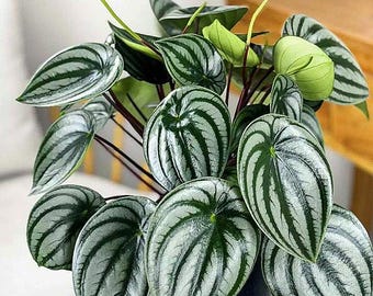 Peperomia Watermelon 4-inch