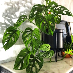 Monstera Swiss Cheese Plant – 6-inch Pot, Trailing Vine Houseplant