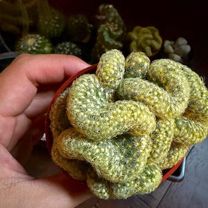 May include: A crested cactus with a dense, undulating, and brain-like growth pattern. The plant features a vibrant lime-green color with numerous small, pale yellow spines covering its surface. It is contained within a small, round, reddish-brown pot.