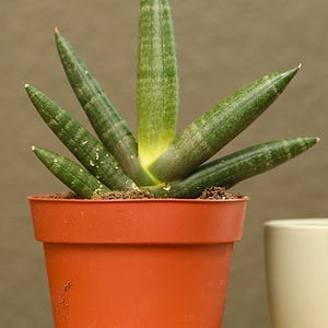 May include: A Sansevieria plant with thick, pointed, dark green leaves featuring lighter green horizontal banding, growing from a central base. The plant is potted in a simple, round, terracotta-colored plastic container with a wide rim.
