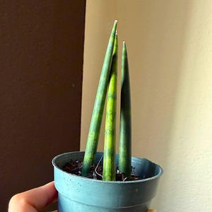 May include: A Sansevieria cylindrica plant with three upright, cylindrical, dark green leaves featuring subtle horizontal banding. The plant is potted in a simple, dark gray plastic container filled with dark potting soil, showing a smooth texture.