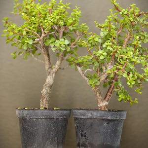 May include: Two Portulacaria afra plants, commonly known as elephant bush, each planted in a simple black plastic pot. The plants feature woody, textured brown stems and numerous small, rounded, succulent green leaves arranged on thin branches.