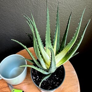 May include: A variegated aloe plant with long, pointed green and cream-colored leaves featuring small serrated edges. The plant is potted in a dark plastic container filled with soil, positioned next to a light blue ceramic mug and green shears.