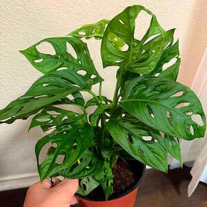 May include: A Monstera adansonii plant with vibrant green, heart-shaped leaves featuring distinct natural perforations or holes. The plant is potted in a simple, round, terracotta-colored plastic container filled with dark potting soil.