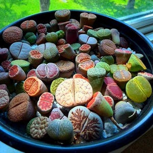 May include: A collection of various Lithops succulents, also known as living stones, packed into a round black planter. These small, pebble-like plants display a diverse range of colors including shades of green, red, brown, and grey with intricate patterns.
