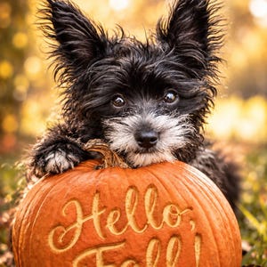 May include: A small, black and white scruffy dog with pointed ears resting its front paws on a round, orange pumpkin. The pumpkin is carved with the text "Hello, Fall!" in a cursive font, featuring a stem at the top and a textured surface.