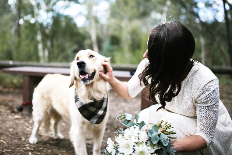May include: A bride in a white lace dress pets a golden retriever wearing a plaid bandana. The dog is standing on a dirt path with a wooden bench in the background. The bride is holding a bouquet of white flowers and greenery.