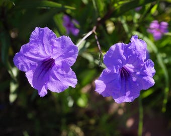 Whispers in Purple – Floral Photograph on Canvas