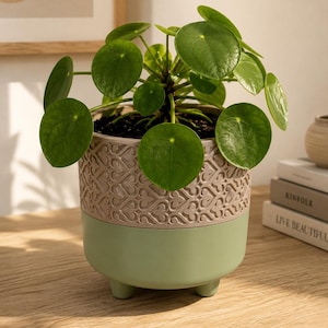 May include: A Pilea peperomioides plant with round, green leaves potted in a two-toned planter. The top half of the planter features a beige, embossed heart-shaped pattern, while the bottom half is solid sage green with three small, rounded feet.