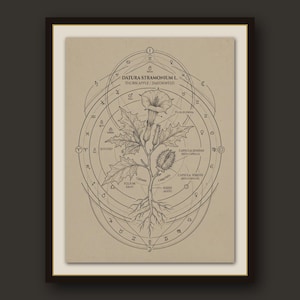 May include: A framed botanical print on beige paper featuring a black ink illustration of a Datura stramonium plant. The artwork includes labels for the flower, leaf, root, and seed capsule, surrounded by intricate geometric and astrological symbols.