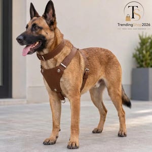 Może przedstawiać: Pies rasy owczarek belgijski malinois o umaszczeniu płowym z czarną maską, ubrany w brązowe skórzane szelki i pasującą obrożę. Szelki posiadają srebrne metalowe klamry, nity oraz płytę na klatkę piersiową. Pies stoi z otwartym pyskiem i wyciągniętym językiem.