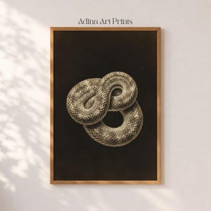 Puede incluir: Una lámina enmarcada titulada Adina Art Prints que muestra una ilustración detallada de una serpiente enroscada con escamas texturizadas en tonos beige y marrón sobre un fondo negro, en un marco de madera de color claro.