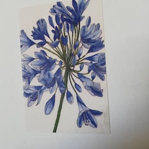 Postal de agapanto, tarjeta de agapanto, obra de arte de agapanto, pintura de agapanto, impresión de agapanto, arte de agapanto, arte de pared de agapanto, agapanto