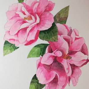 Camellias painting, pink camellias, camellia painting, camellia watercolor, camellia wall art, camellia wall decor, camellia watercolour.