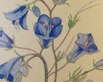 California desert bluebells watercolour painting