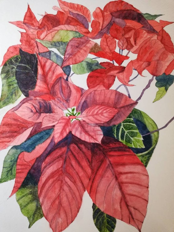 Poinsettia watercolour painting,poinsettia watercolor,poinsettia  painting,poinsettia artwork,red poinsettia flower painting image art. -  Etsy sterreich