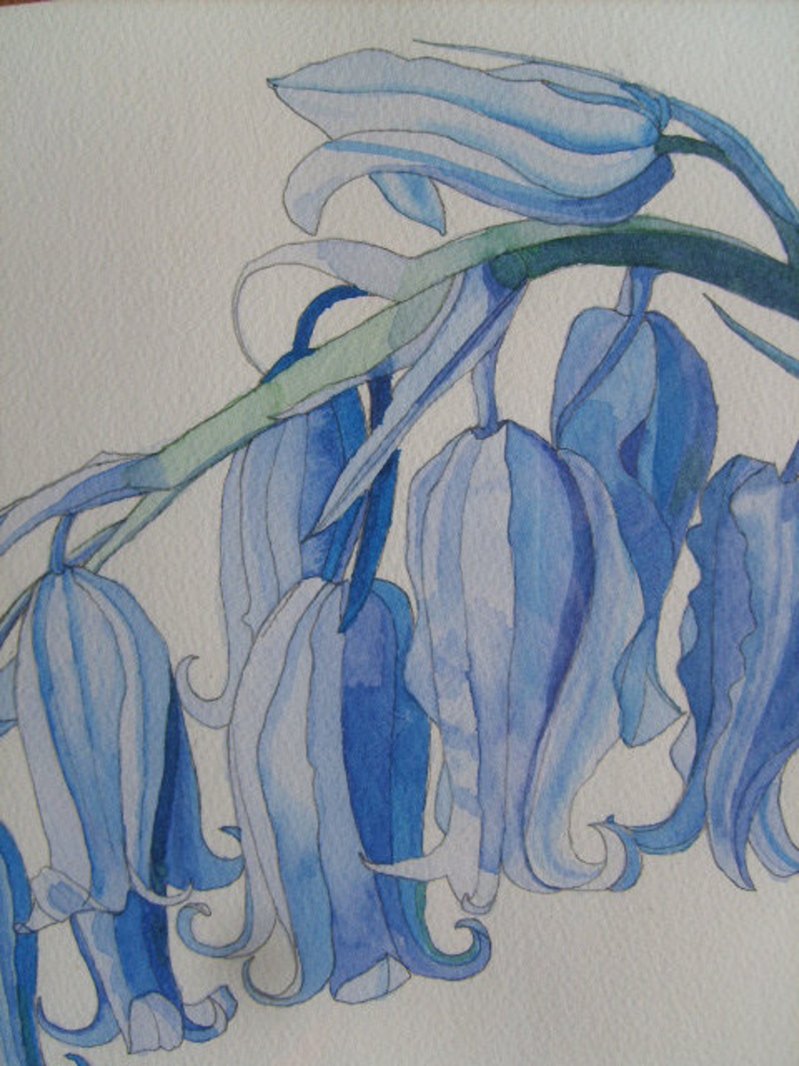 Bluebells,bluebells Watercolor,bluebells Watercolour, Bluebells