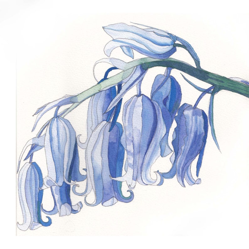 Bluebellsbluebells Watercolorbluebells Watercolour Etsy Israel