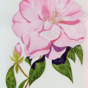 Postal de pintura de acuarela de camelia rosa.