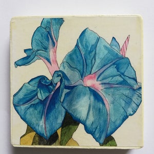 May include: A watercolour painting of a blue morning glory flower with pink accents. The flower is painted on a white background.