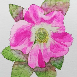 Pink wild rose painting,wild rose painting,wild rose watercolour,wild rose watercolour,affordable flower painting,rose painting,roses art