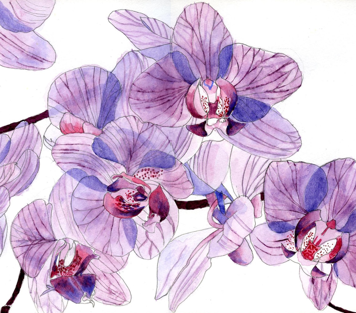 Orchids Pink Orchids Watercolour Painting Orchids Watercolor Etsy