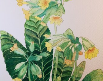 Cowslips painting, cowslips watercolour,yellow flowers painting,yellow cowslips artwork,botanical cowslips watercolour,cowslips wall decor.