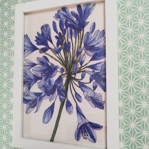 Agapanthus miniature print,agapanthus wall art,agapanthus wall decor,agapanthus watercolor,agapanthus watercolour,agapanthus painting