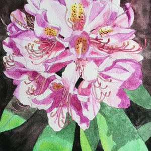 Rhododendron watercolour painting, pink Rhododendron, lilac rhododendron, watercolour rhododendron, watercolor rhododendron