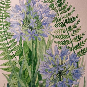 Agapanthus watercolour, agapanthus, agapanthus painting,agapanthus watercolor,agapanthus artwork,agapanthus wall decor,agapanthus wall art.
