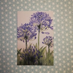 Carte postale aquarelle agapanthe bleue, carte postale aquarelle agapanthe bleue, carte postale agapanthe bleue, carte postale agapanthe, agapanthe.