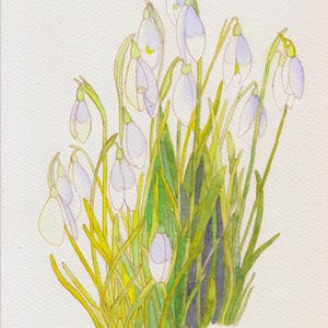 Postal de campanillas de invierno, postal de acuarela de campanillas de invierno, postal de arte de campanillas de invierno, postal de pintura de campanillas de invierno, acuarela de campanillas de invierno, obra de arte de campanillas de invierno