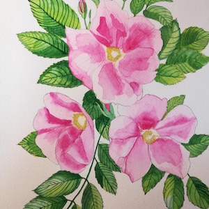 Pink wild rose painting,wild rose painting,wild rose watercolour,wild rose watercolour,affordable flower painting,rose painting,roses art