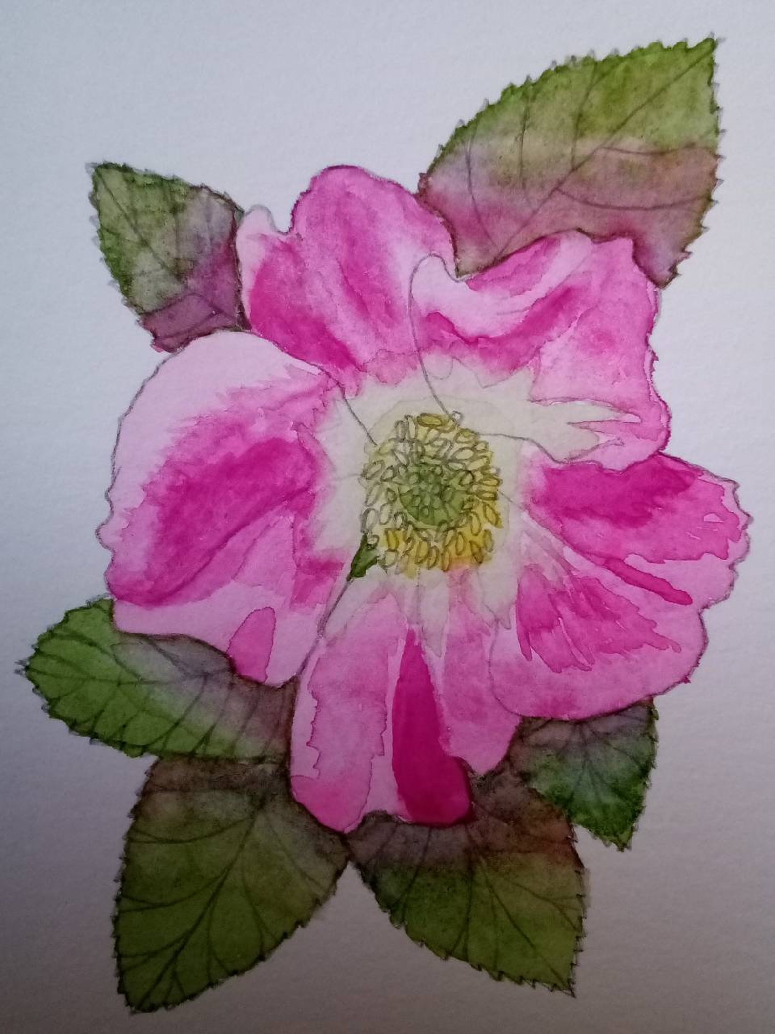 Watercolour Wild Roses Pink Wild Rose Painting,wild Rose Painting,wild Rose Watercolour,wild ...